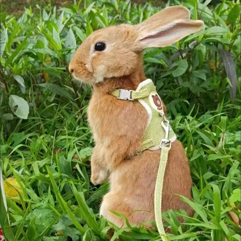 Adorable Rabbit Harness And Matching Leash Set 1